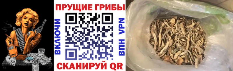 где можно купить наркотик  Хасавюрт  Псилоцибиновые грибы Magic Shrooms 